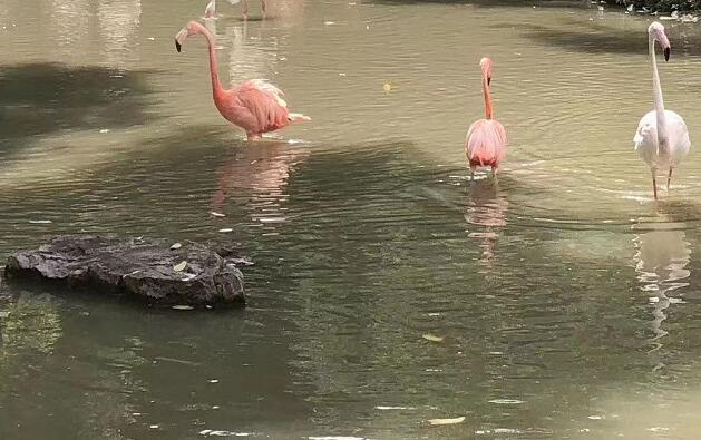 鴿子湯怎么燉最營養