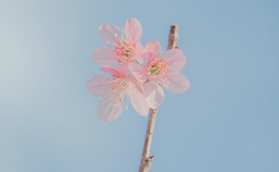 陜西女子剖腹產(chǎn)成植物人